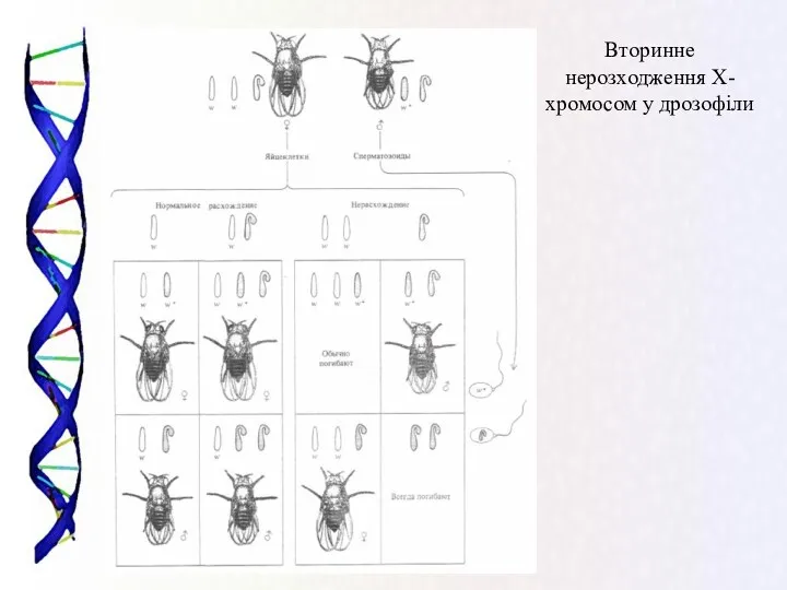 Вторинне нерозходження Х-хромосом у дрозофіли