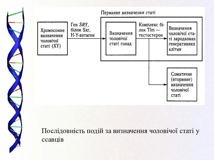 Послідовність подій за визначення чоловічої статі у ссавців