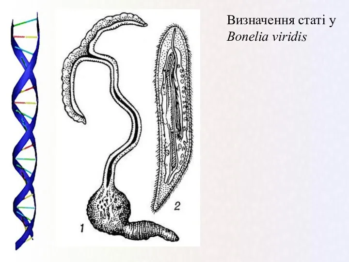 Визначення статі у Bonelia viridis