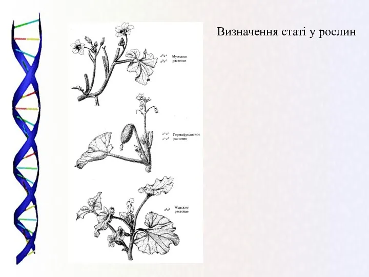 Визначення статі у рослин