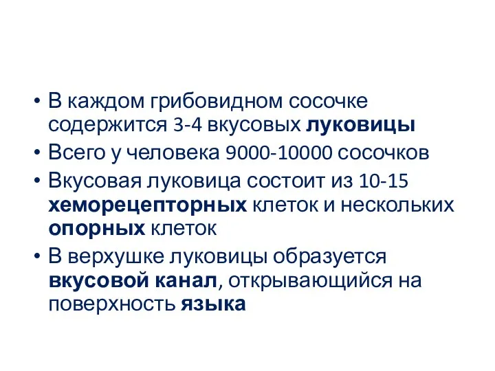 В каждом грибовидном сосочке содержится 3-4 вкусовых луковицы Всего у