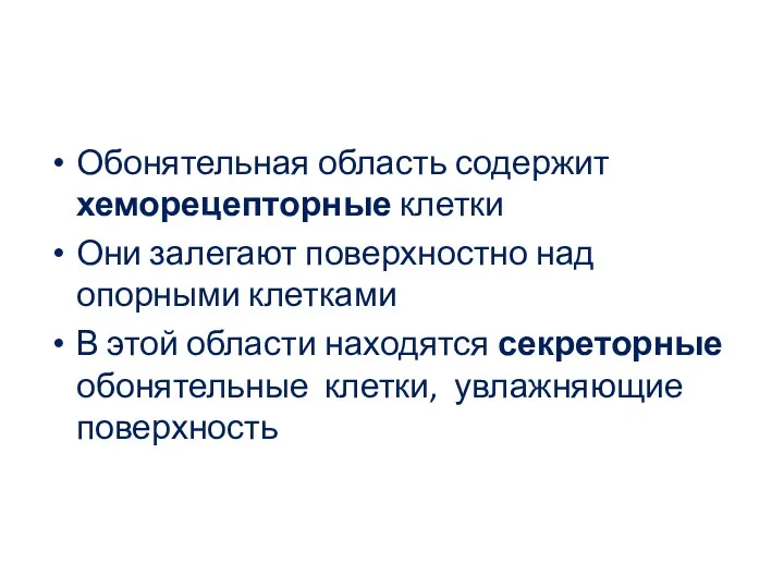 Обонятельная область содержит хеморецепторные клетки Они залегают поверхностно над опорными