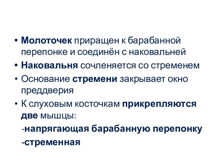 Молоточек приращен к барабанной перепонке и соединён с наковальней Наковальня