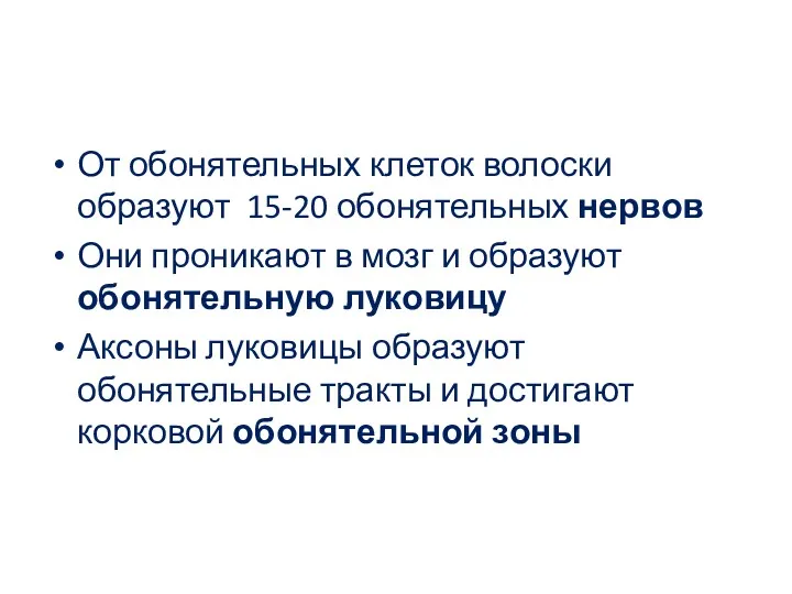 От обонятельных клеток волоски образуют 15-20 обонятельных нервов Они проникают