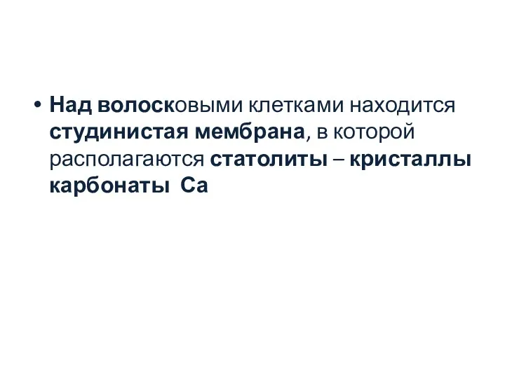 Над волосковыми клетками находится студинистая мембрана, в которой располагаются статолиты – кристаллы карбонаты Са