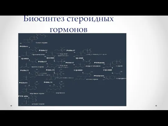 Биосинтез стероидных гормонов