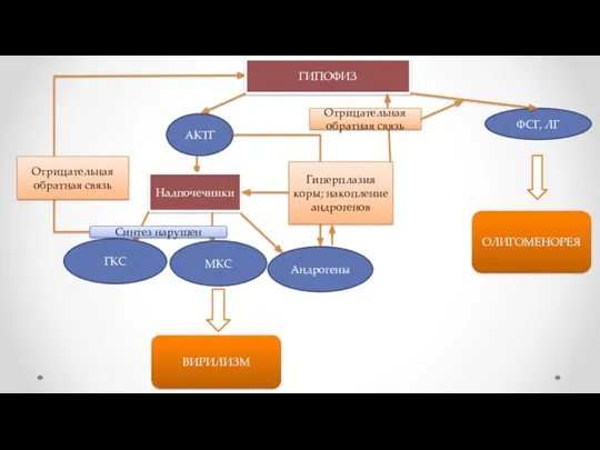 Надпочечники АКТГ ГКС МКС Андрогены Синтез нарушен Отрицательная обратная связь