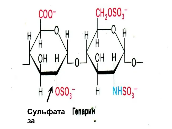 Сульфатаза