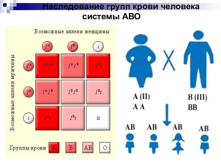 Наследование групп крови человека системы АВО