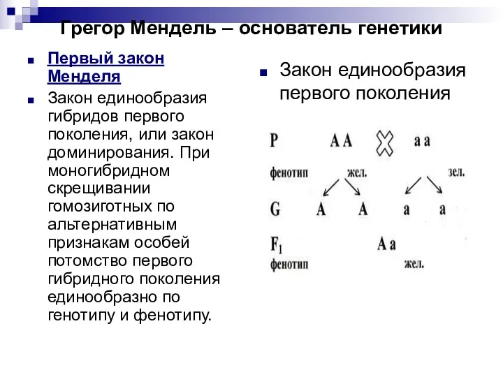 Грегор Мендель – основатель генетики Первый закон Менделя Закон единообразия