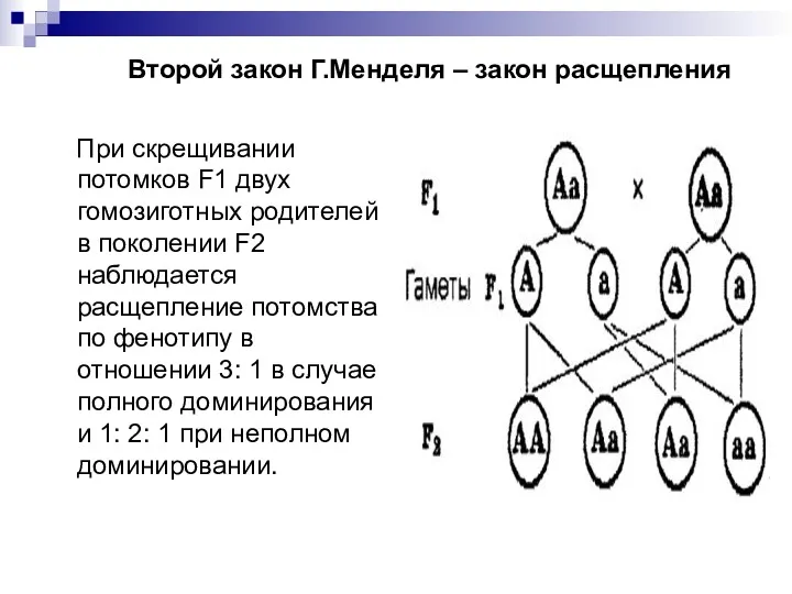 Второй закон Г.Менделя – закон расщепления При скрещивании потомков F1