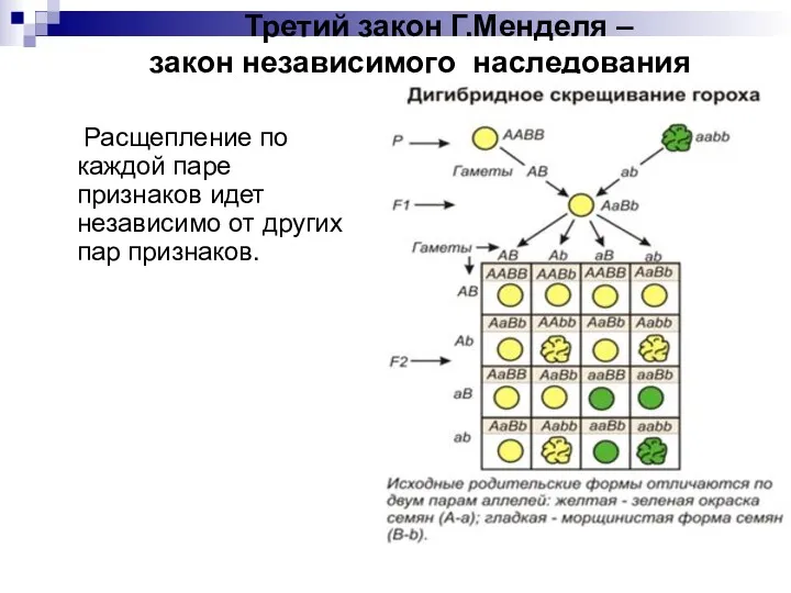 Третий закон Г.Менделя – закон независимого наследования Расщепление по каждой