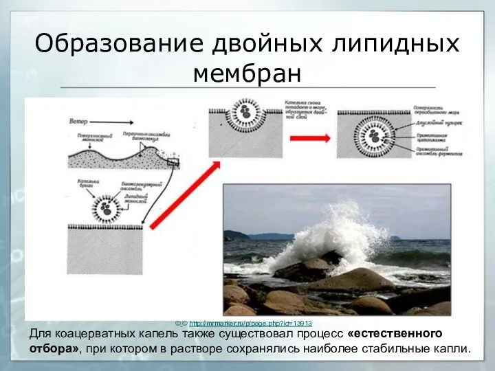 Образование двойных липидных мембран © © http://mrmarker.ru/p/page.php?id=13913 Для коацерватных капель