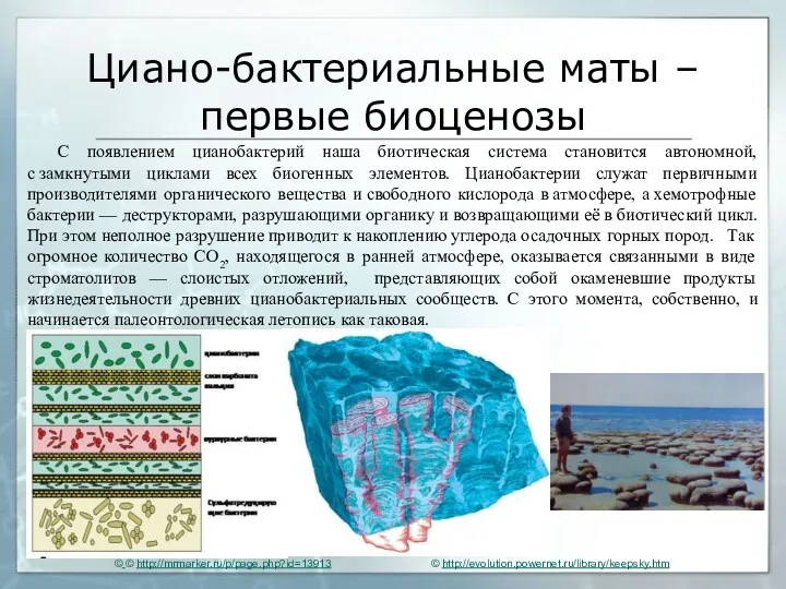 Циано-бактериальные маты – первые биоценозы © © http://mrmarker.ru/p/page.php?id=13913 С появлением