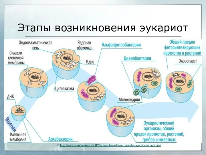 © http://www.computerra.ru/91120/zagadka-seksa-cui-prodest-gen-individ-gruppa/ Этапы возникновения эукариот