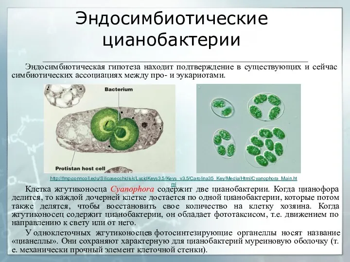 Эндосимбиотические цианобактерии Клетка жгутиконосца Cyanophora содержит две цианобактерии. Когда цианофора
