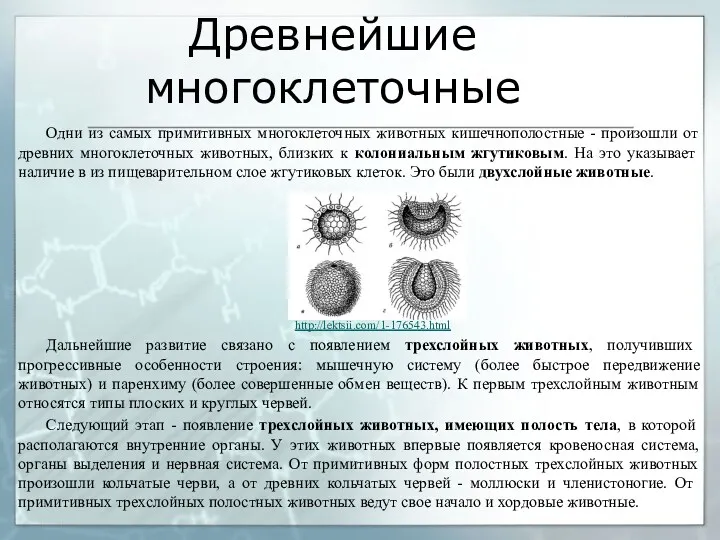 Древнейшие многоклеточные Одни из самых примитивных многоклеточных животных кишечнополостные -