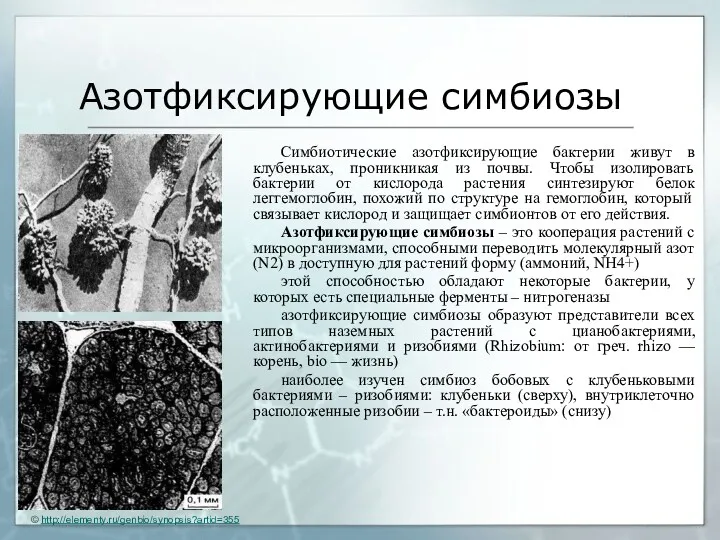 Азотфиксирующие симбиозы Симбиотические азотфиксирующие бактерии живут в клубеньках, проникникая из