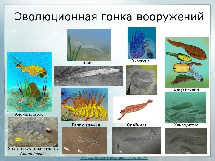 Аномалокарис Хватательная конечность Anomalocaris Галлюцигения Опабиния Ветуликолии Хайкоуихтис Пикайя Виваксия Эволюционная гонка вооружений http://www.politforums.net/culture/1336262765.html