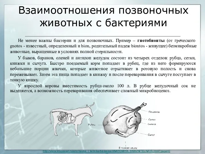 Взаимоотношения позвоночных животных с бактериями Не менее важны бактерии и