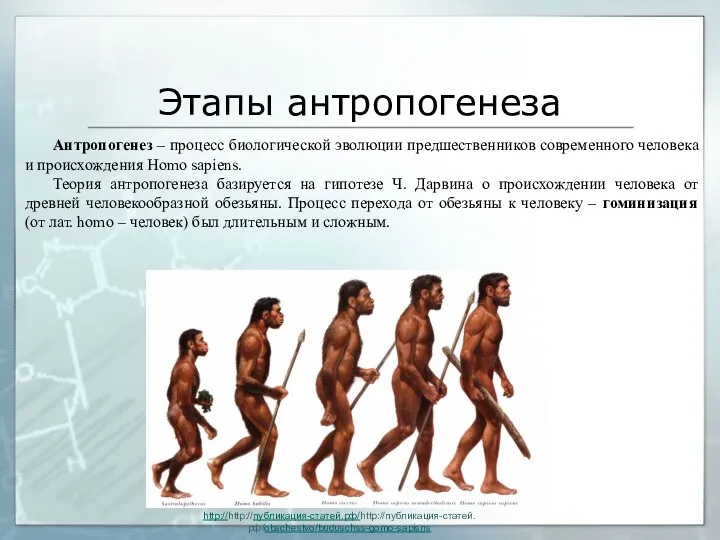 Этапы антропогенеза Антропогенез – процесс биологической эволюции предшественников современного человека