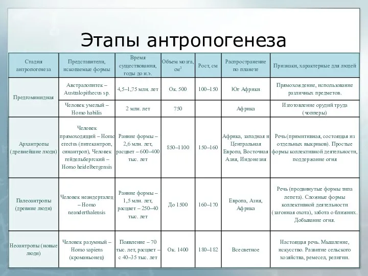 Этапы антропогенеза