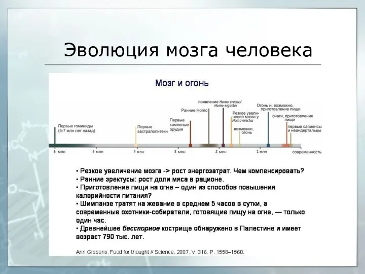 Эволюция мозга человека