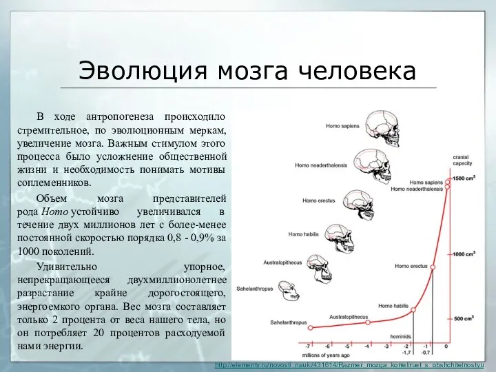 Эволюция мозга человека В ходе антропогенеза происходило стремительное, по эволюционным