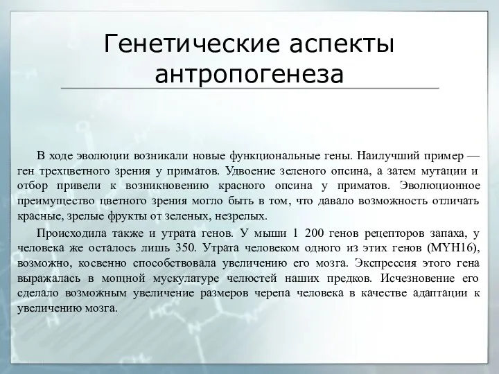 Генетические аспекты антропогенеза В ходе эволюции возникали новые функциональные гены.