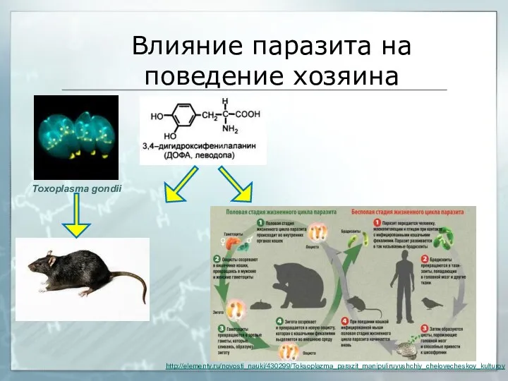 Toxoplasma gondii Влияние паразита на поведение хозяина http://elementy.ru/novosti_nauki/430299/Toksoplazma_parazit_manipuliruyushchiy_chelovecheskoy_kulturoy