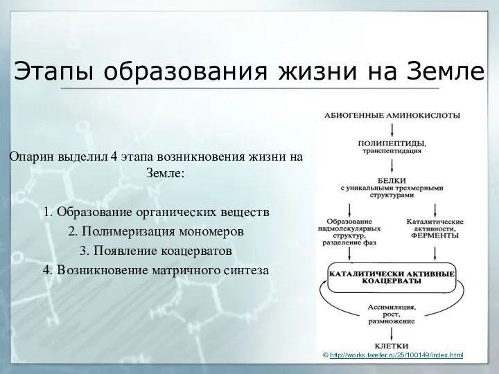 Этапы образования жизни на Земле Опарин выделил 4 этапа возникновения