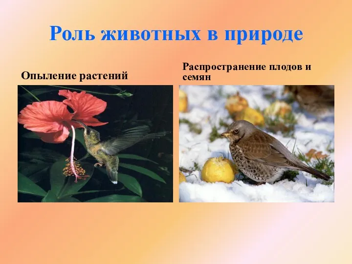 Роль животных в природе Опыление растений Распространение плодов и семян