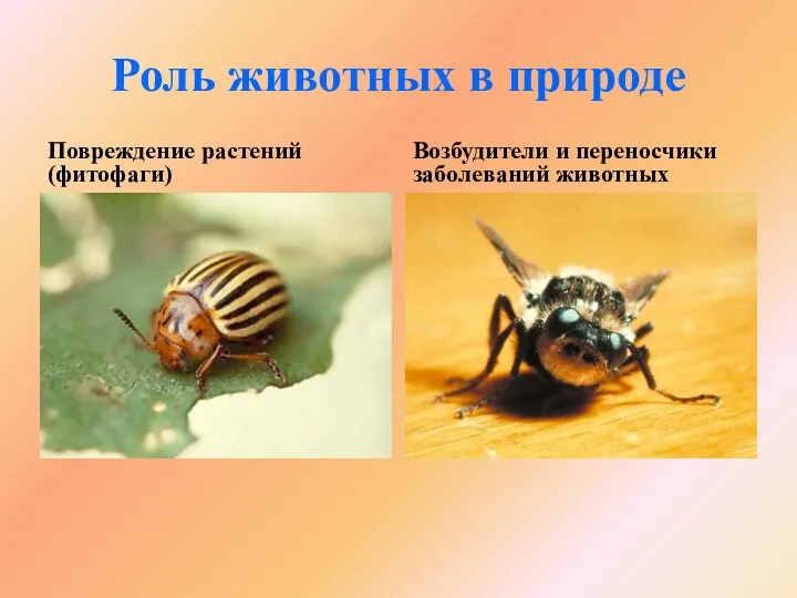 Роль животных в природе Повреждение растений (фитофаги) Возбудители и переносчики заболеваний животных