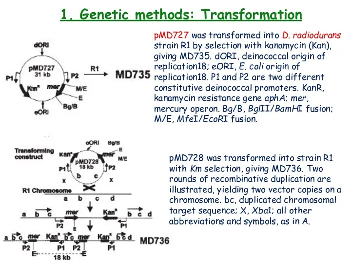 1. Genetic methods: Transformation pMD727 was transformed into D. radiodurans