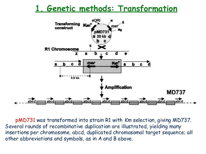 1. Genetic methods: Transformation pMD731 was transformed into strain R1