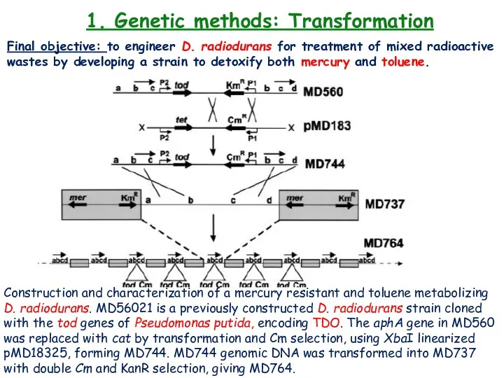 1. Genetic methods: Transformation Final objective: to engineer D. radiodurans