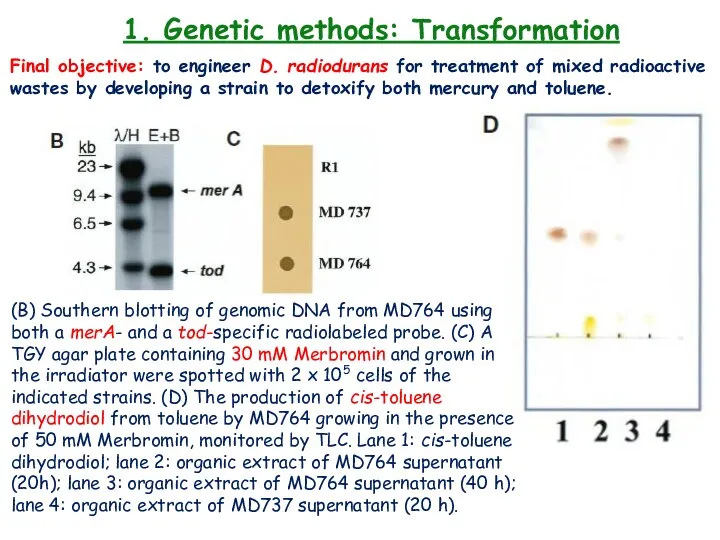 1. Genetic methods: Transformation Final objective: to engineer D. radiodurans