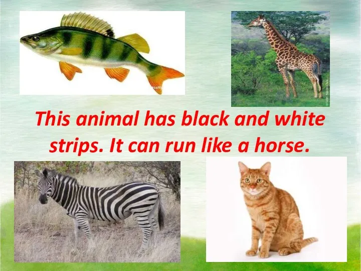 This animal has black and white strips. It can run like a horse.