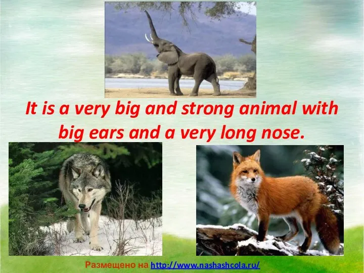 It is a very big and strong animal with big