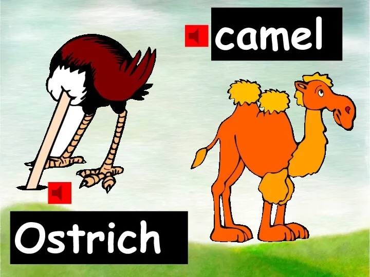 Ostrich camel