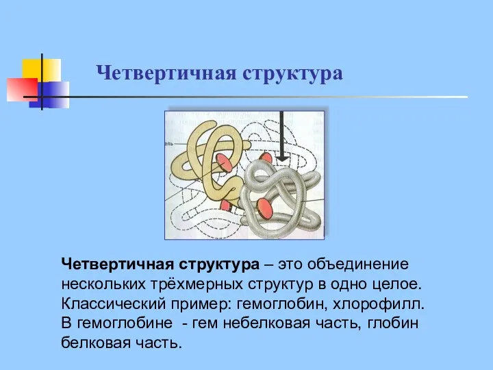 Четвертичная структура Четвертичная структура – это объединение нескольких трёхмерных структур