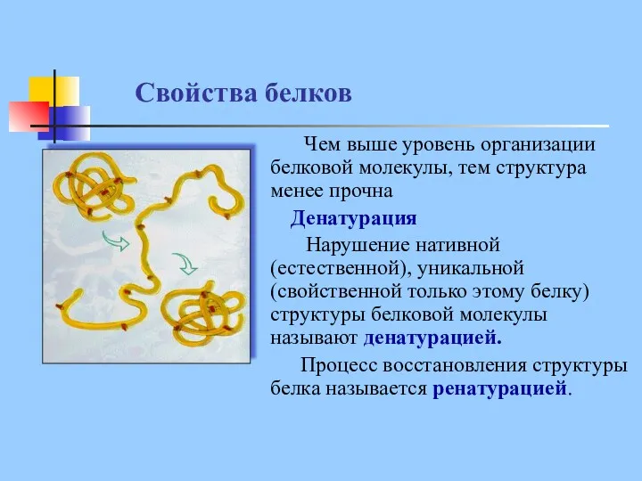 Свойства белков Чем выше уровень организации белковой молекулы, тем структура