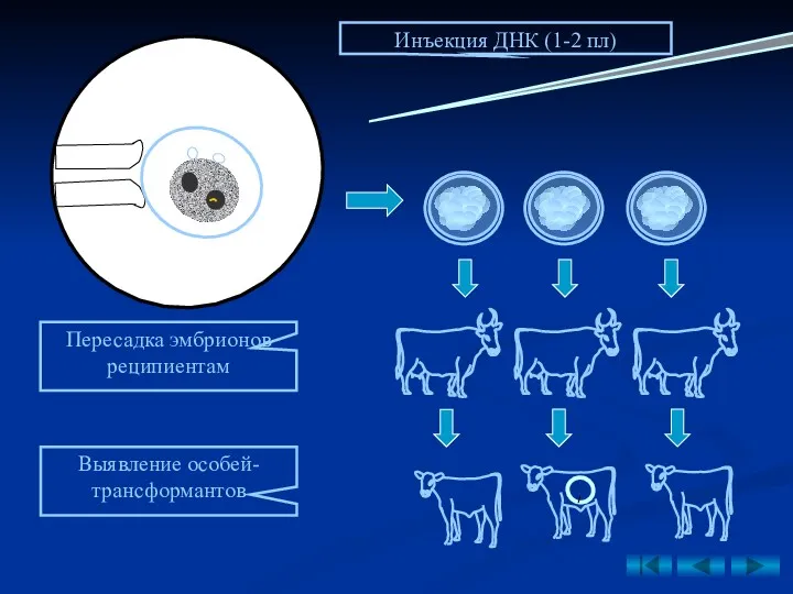 Пересадка эмбрионов реципиентам Выявление особей-трансформантов Инъекция ДНК (1-2 пл)