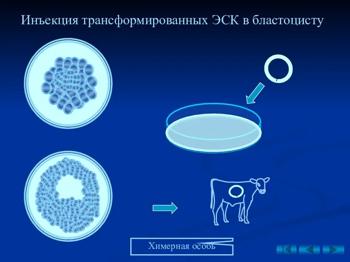 Инъекция трансформированных ЭСК в бластоцисту Химерная особь