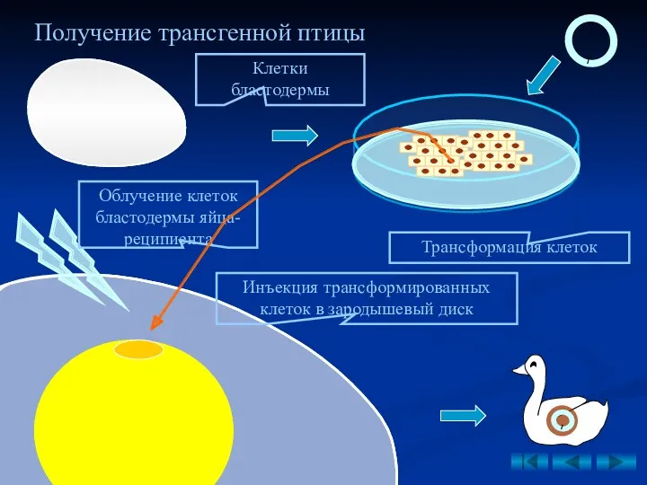 Получение трансгенной птицы Клетки бластодермы Трансформация клеток Облучение клеток бластодермы