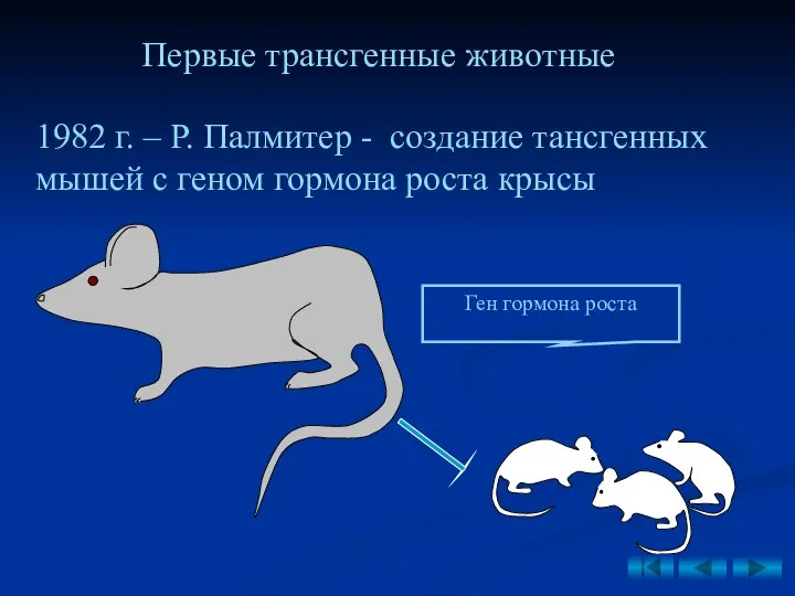 1982 г. – Р. Палмитер - создание тансгенных мышей с