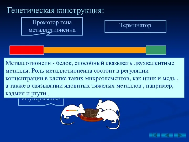 Генетическая конструкция: Промотор гена металлотионеина Ген гормона роста Терминатор Добавление