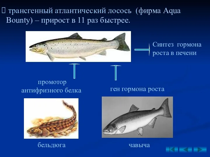 трансгенный атлантический лосось (фирма Aqua Bounty) – прирост в 11
