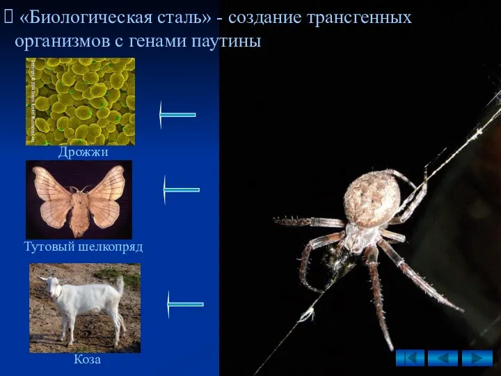 «Биологическая сталь» - создание трансгенных организмов с генами паутины Тутовый шелкопряд Дрожжи Коза