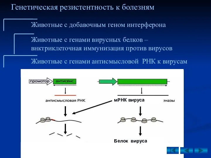 Животные с генами вирусных белков – внктриклеточная иммунизация против вирусов